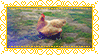 badchicken